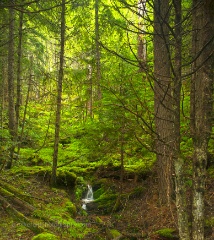 Forest Stream Northwest.jpg